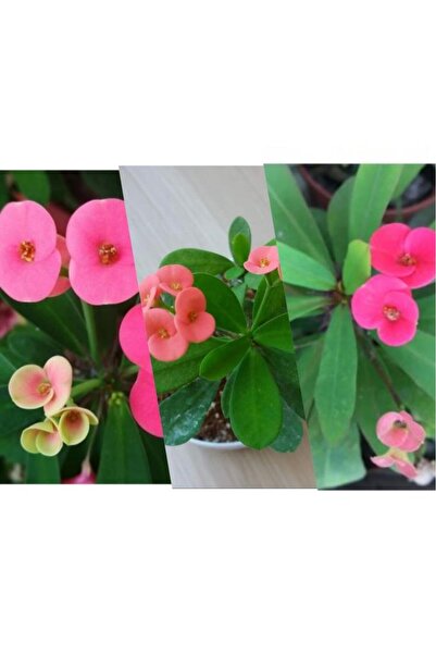 bitkidünyam Pembe Dikenler Tacı Çiçeği Fidanı 10-20 cm