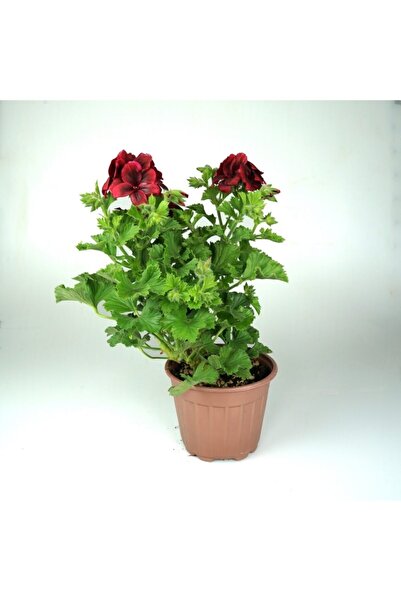Hepsimeyveden Pelargonium X Grandiflorum - Canan Sardunya Kırmızı Fidanı 10-2...