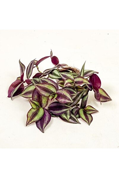 Mimoza Tradescantia Zebrina (Telgraf) Çiçeği Fidanı Kahve 10-20 cm