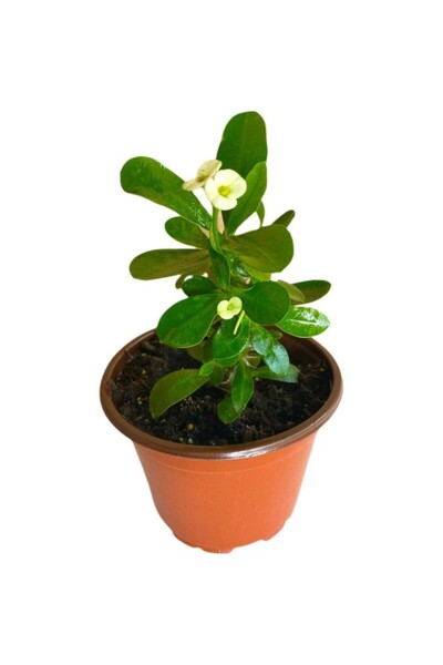 Genel Markalar Efhorbia Küçük Boy Dikenler Tacı Beyaz 10-20 Cm