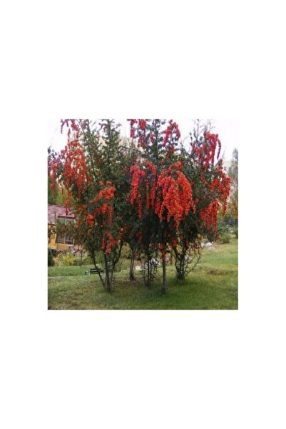 Mimoza Ateş Dikeni Fidanı 30-60 cm