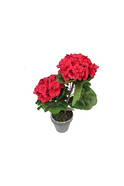 Mimoza Saksılı Kırmızı Sardunya Çiçeği 15-25 cm Potted Red Geranium Flower