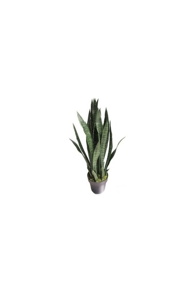 Mimoza Paşa Kılıcı Sansevieria Fidanı 10-20 cm Saksı Çapı 12 cm