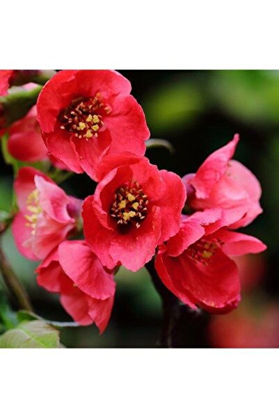 Mimoza Japon Ayvası Bahar Dalı Fidanı 20-30 Cm Chaenomeles Japonica