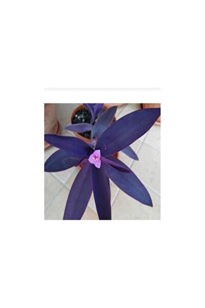 Mimoza Telgraf Çiçeği Fidanı Fidesi 10-20 cm Mor