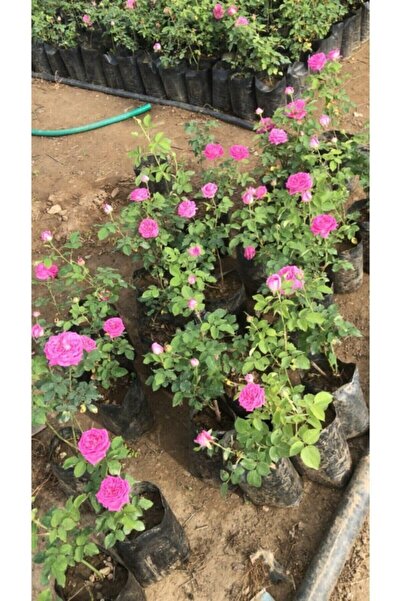 Cansuyu fide Isparta Gülü Fidesi Rosa Damascena 10-20 cm