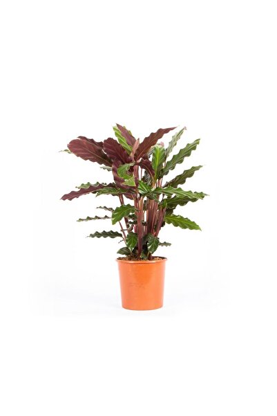 Pina Concept Flower Kaladya - Calathea Rufibarba Wavestar 40-60cm