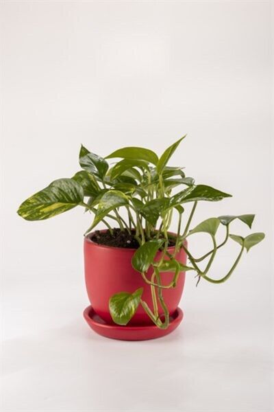 Doğadan Bitki Epipremnum Pothos Sarmaşığı Fidanı 10-20 cm
