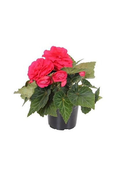 Mimoza Begonya Fidanı Kırmızı 10-20 cm