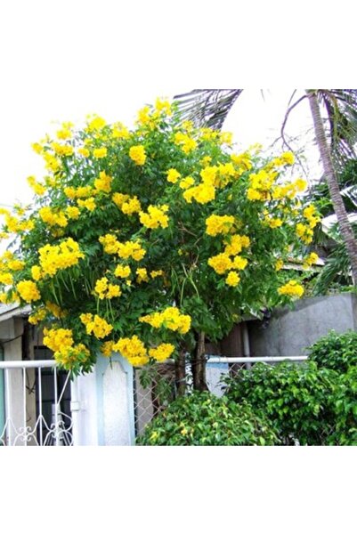 Mimoza Sarı Acem Borusu Sarmaşık ( Borazan Çiçeği ) Fidanı 30-60 cm