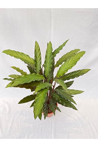 ARTE FLOWERS Kalatya-calathea Rufibarba Wavestar 70cm