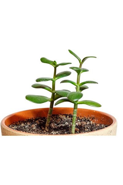 SMY HOBİHANEM Crassula Ovata Sukulent Minima Jade Plant Para Ağacı 5,5 Cm Saksıda