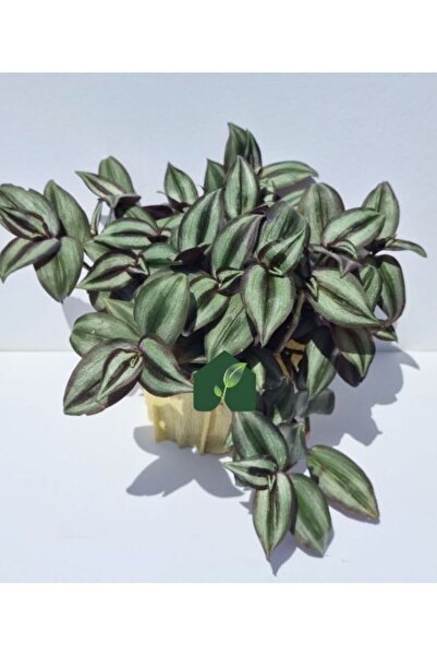 izmur tesbih Saksılı Yeşil Mor Telgraf Çiçeği Fidanı Damat Pijaması 10-20 cm