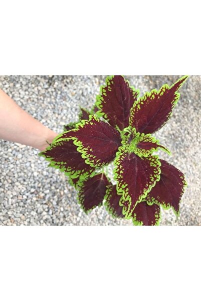 izmur tesbih Saksılı Yaprak Güzeli Fidanı Canlı Çiçek 10-20 cm