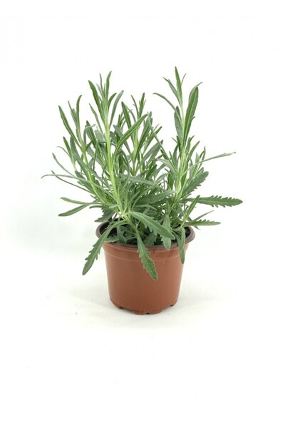 Genel Markalar Aromatik Kokulu Lavanta Fidanı 1 Adet Angustifolia 10-20 cm