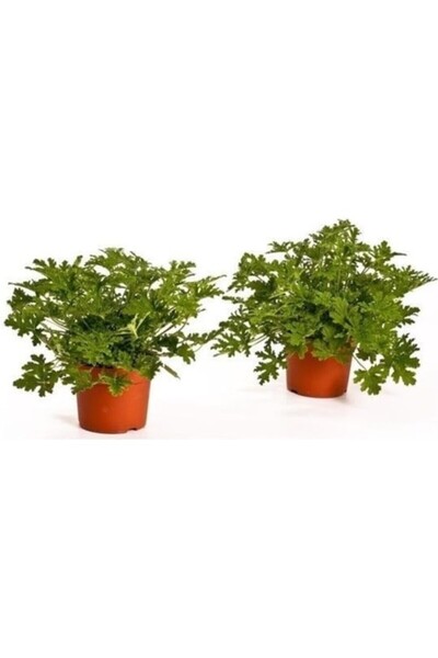 Mimoza Bahar Yeşili Itır Çiçeği Fidanı 2 Adet 10-20 cm