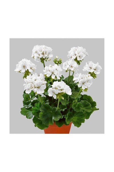 Mimoza Canlı Saksılı Sardunya Çiçeği Fidanı-Beyaz 10-20 cm