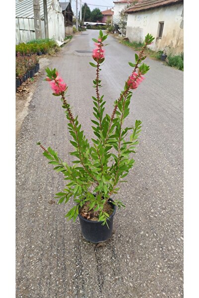 Fidan Botanik Fırça Çalısı Fidanı 40-80 cm