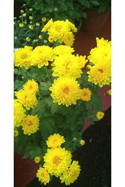 Garden Botanik Sarı Kasımpatı Krizantem Çiçeği Fidanı 10-20 cm