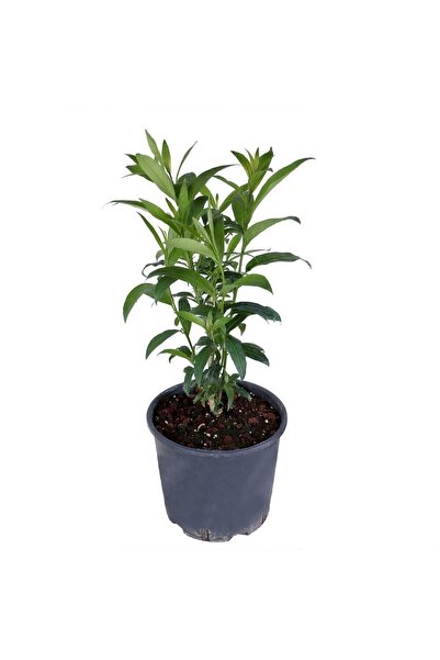 HOBİ VE BAHÇE Melisa Parfüm Çiçeği - Canlı Çiçek - Cestrum Nocturnum 10-20 cm