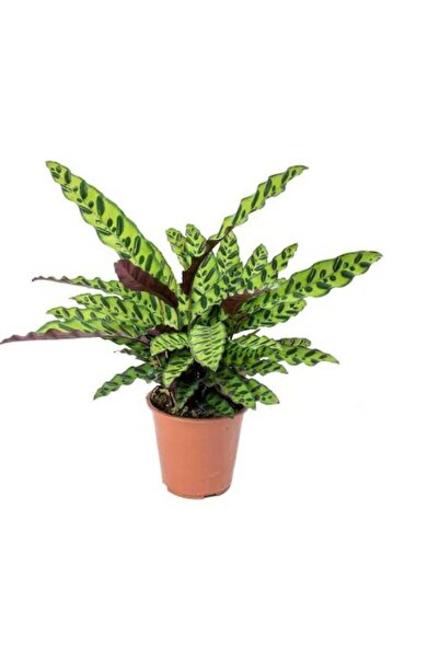 bikaktüsdünyasi Calathea Lancifolia 'rattlesnake' - Dua Çiçeği Kaladya  - 40 Cm