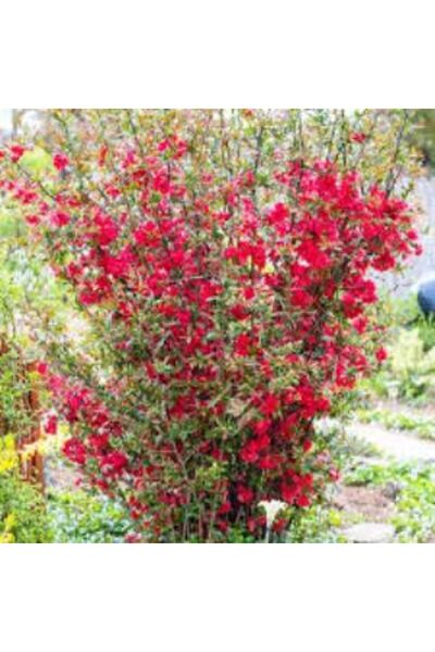 Mimoza Japon Ayvası Bahar Dalı Fidanı Chaenomeles Japonica 20-30 cm