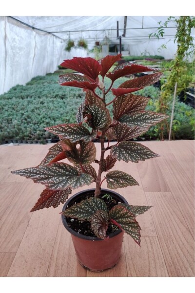Ravza Çiçekçilik Begonia Aconitifolia Çilli Begonya ( 13 Cm Saksıda ) Pembe Ç...