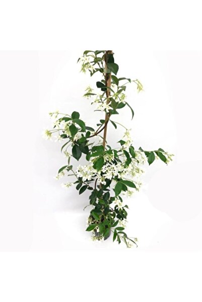 BOSAMUA GARDEN Arap Yasemin Fidanı Kokulu Sarmaşık 10-20 cm