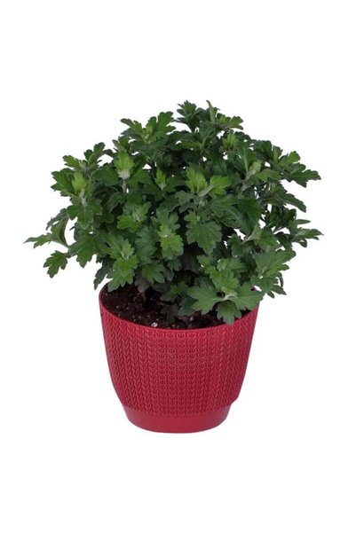 HOBİ VE BAHÇE Kasımpatı Saksı’da (chrysanthemum) Kırmızı Renk 10-20 cm