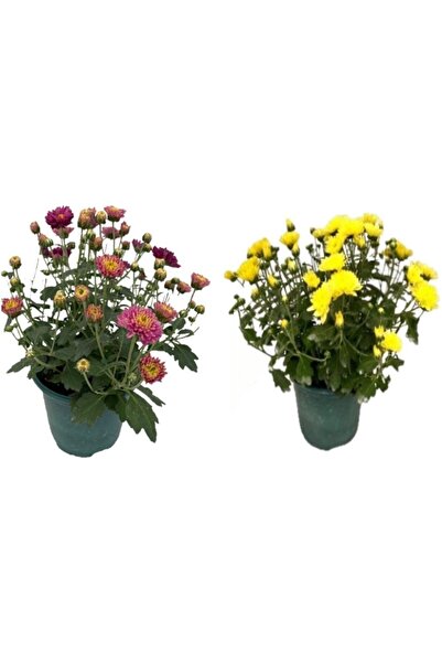 Mimoza Kasımpatı Çiçeği Fidanı, 2 li Set 10-20 cm