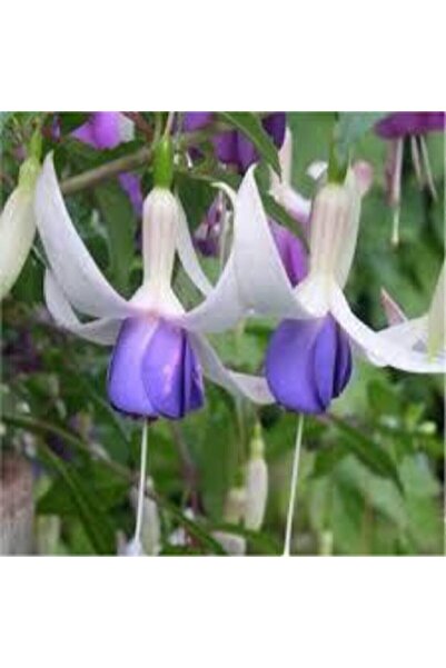 ata tohumculuk 15 Adet Tohum Nadir Mor Küpeli Çiçeği