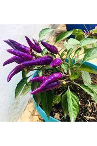ata tohumculuk Acı Mor Süs Biberi Tohumu 5 Adet