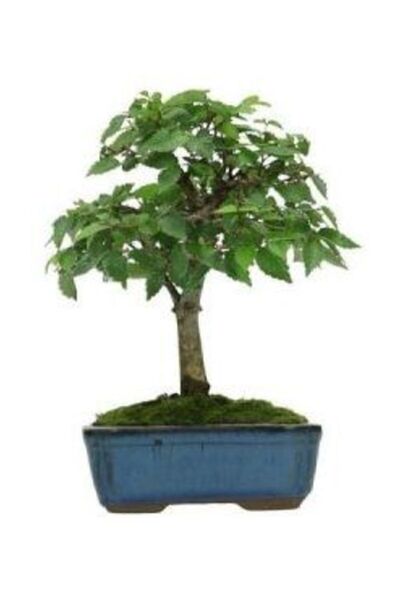 Serdar Çam Tohumculuk Bodur Beyaz Dut Bonzai Ağacı Tohumu 5 Adet Bonsai Ağacı...