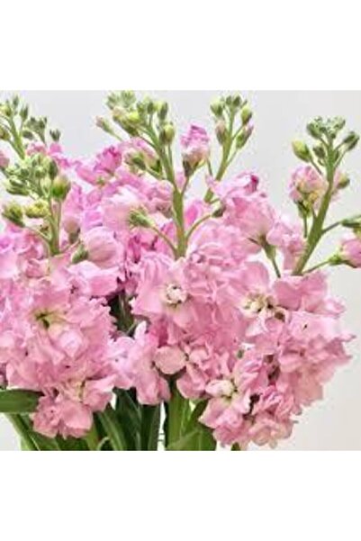 ata tohumculuk 10 Adet Şebboy Çiçeği Tohum