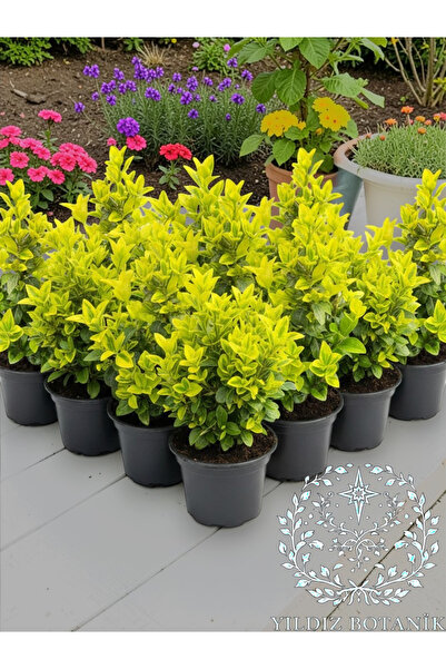YILDIZ BOTANİK 10 Adet Altuni Gold Taflan Çit Bitkisi Sarı Taflan Fidanı 25-3...