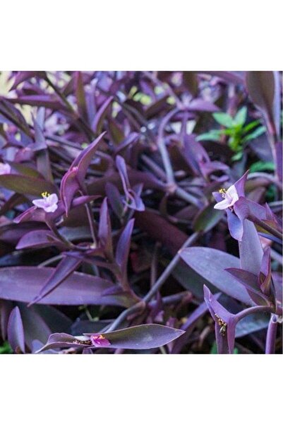 BİORGANİX Tradescantia Saksılı Mor Telgraf Karasevda Çiçeği 10-20 Cm