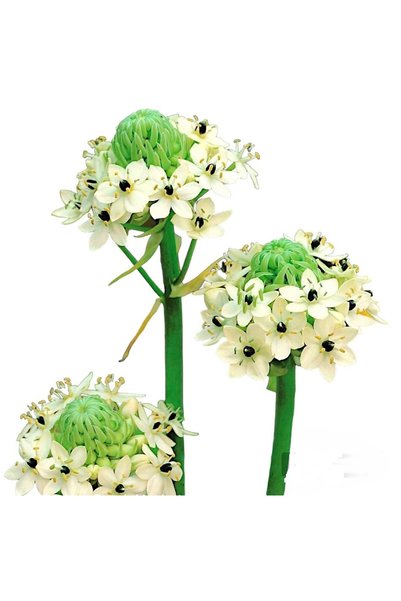 OEM Bulb Ornithogalum Saundersiae (Steaua Betleemului) – Floare Exotică Albă