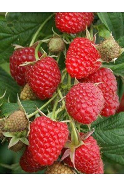 AnkaBahçe Yediveren Ahududu Fidanı