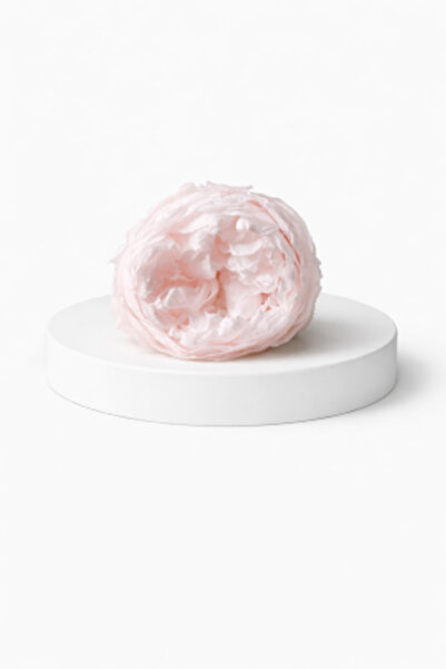 FantezieCuLicheni Stabilized peony – natural decorative flower