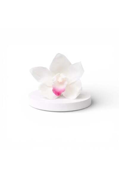 FantezieCuLicheni Stabilized white Cymbidium orchid – natural decorative plant