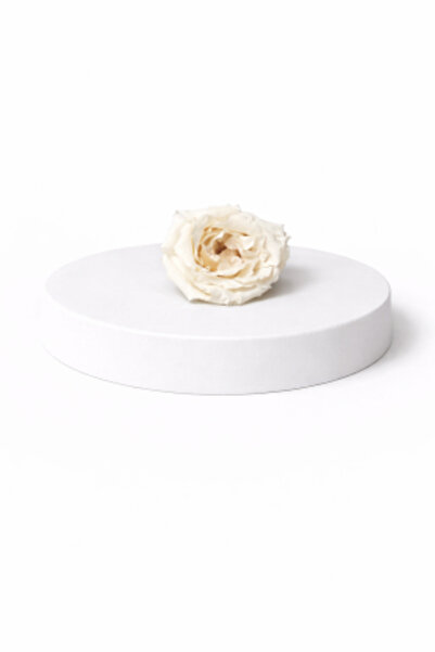 FantezieCuLicheni Majolica cryogenic rose – natural decorative flower