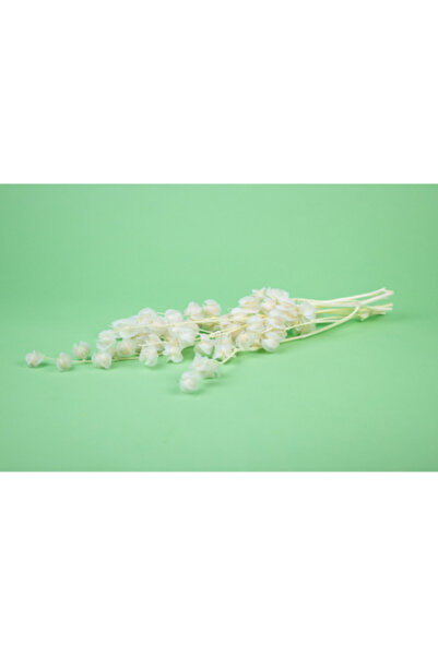 FantezieCuLicheni White cryogenic Physalis – natural decorative plant