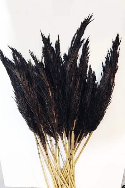 TROYA Şoklanmış Pampas Otu 100 Cm 10'lu Demet Kuru Çiçek Siyah