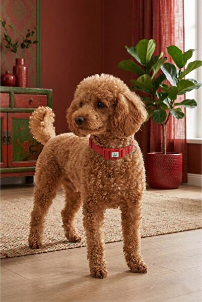 United Colors of Benetton Bntmkt-0028-Rd Cat & Dog Knitted Collar Red 1,5X26-...