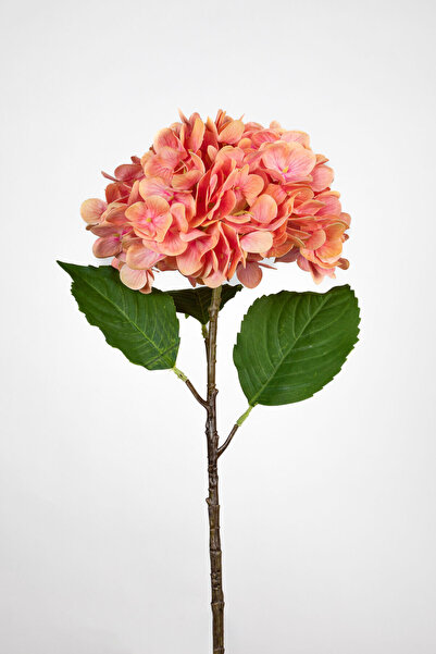 Turuncu Ortanca 55 cm