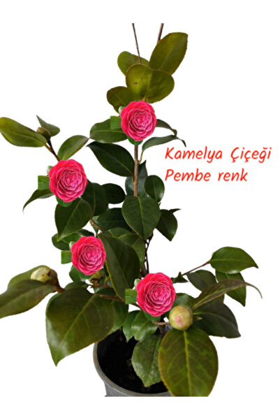 İlkadım Botanik KAMELYA ÇİÇEĞİ CAMELLİA JAPONİCA PEMBE RENK 70-80 CM