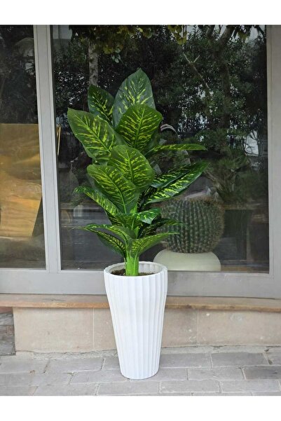 İremÇiçekçilik Beyaz Plastik Tırtıklı saksıda Kısa Difenbahya