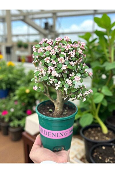 Generic Live Portulacaria Afra, Indoor Bonsai Tree with Pink Blossoms