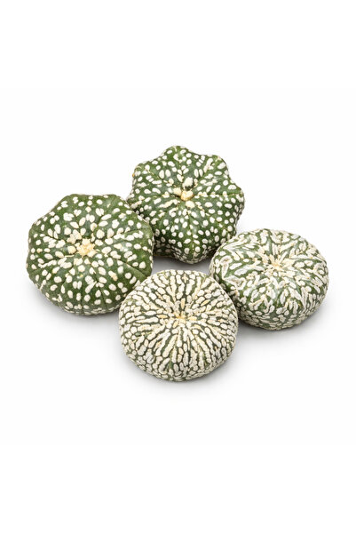 variegataseeds Astrophytum Asterias super kabuto 1 adet