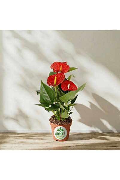 Aysima Çiçekevi Antoryum Fidesi Pembe Renk Canlı Saksılı Anthurium Flamingo Ç...